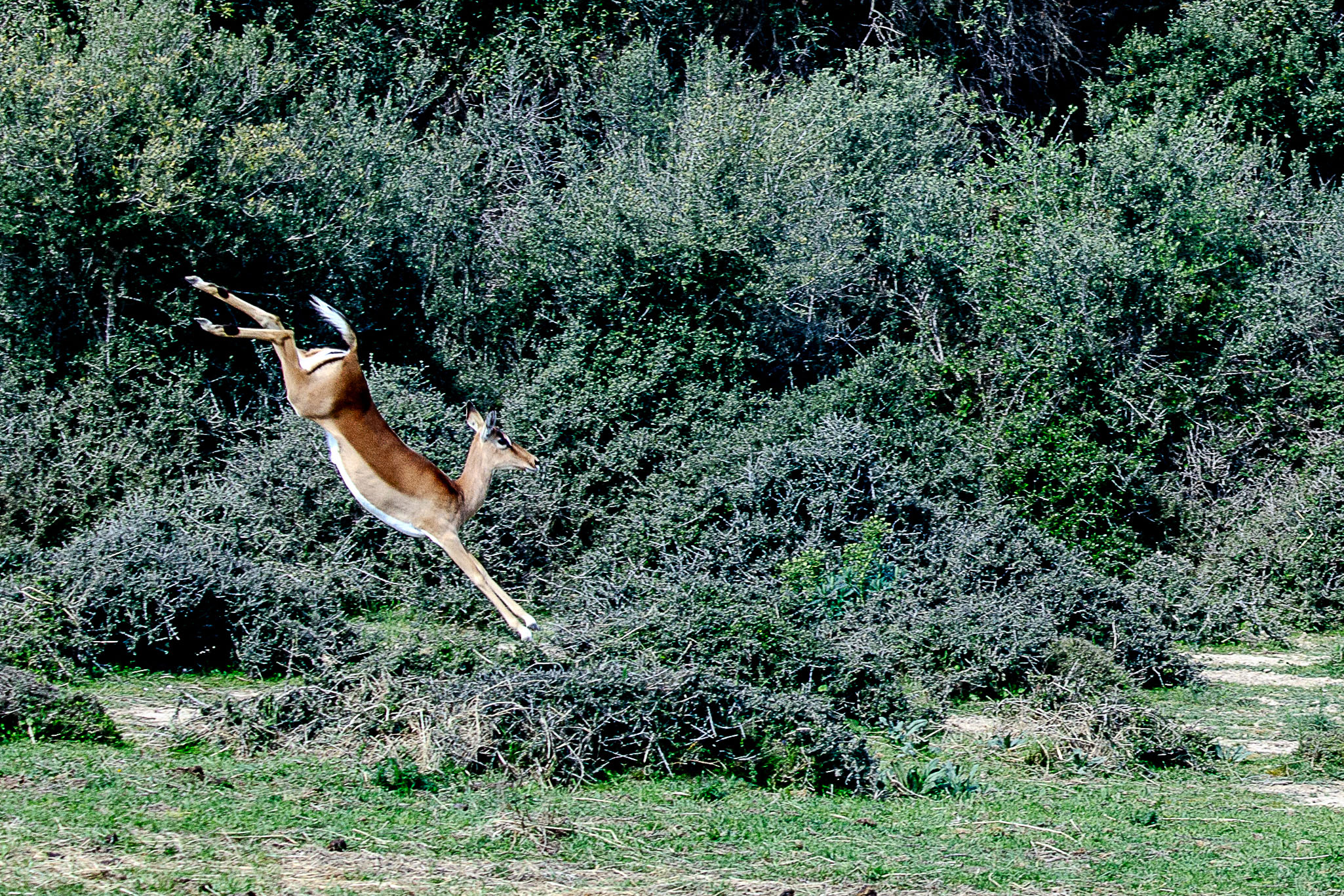 Antílope lechwe   Kobus leche